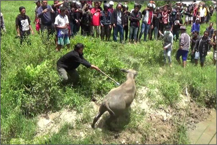 Contoh Surat Pernyataan Tidak Pernah Dijahuti Sanksi Adat